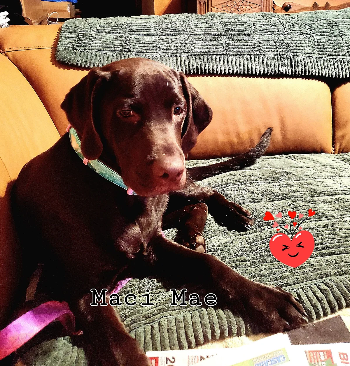 Harry's dog Maci Mae