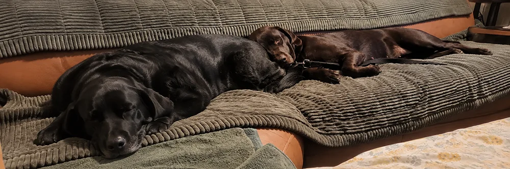 Two dogs resting together